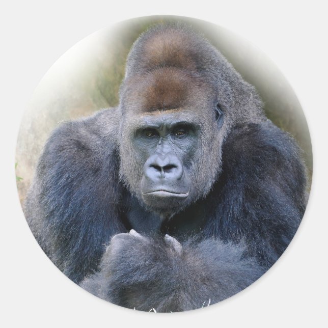 Closeup of gorilla lying on grass classic round sticker (Front)