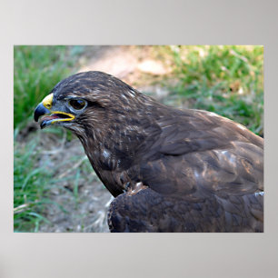 Closeup of Harris Hawk seen from above Postcard Sq Poster