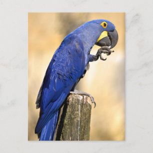 Closeup of Hyacinth macaw perched on wood post Postcard