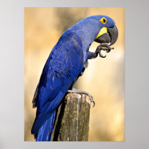 Closeup of Hyacinth macaw perched on wood post Poster
