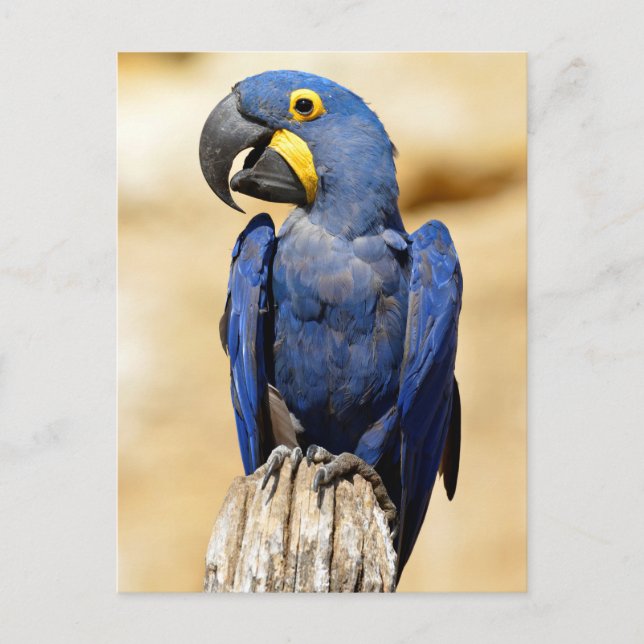 Closeup of Hyacinth macaw Postcard (Front)
