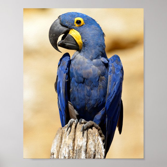 Closeup of Hyacinth macaw Poster (Front)