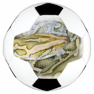 Closeup of Indian python Football