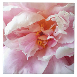 Closeup of Pale Pink Peonies Tile