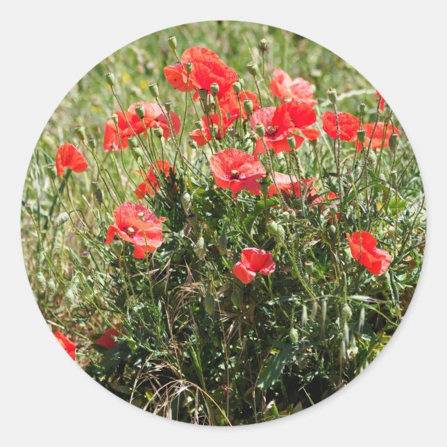 Closeup of poppies classic round sticker (Front)