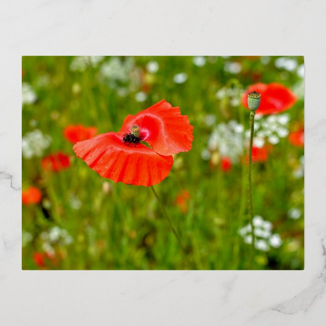 Closeup of poppies foil holiday postcard (Front)