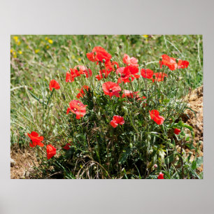 Closeup of poppies foil holiday poster