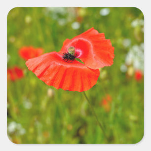 Closeup of poppies  square sticker