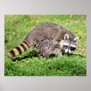 Closeup of Raccoon Poster