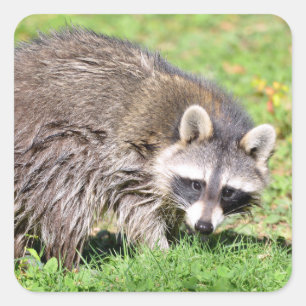 Closeup of Racoon Square Sticker