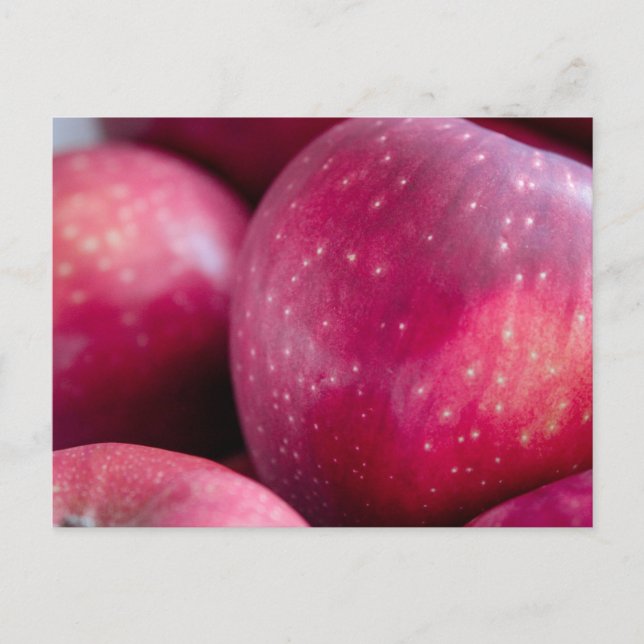 Closeup of Red Apples Postcard (Front)