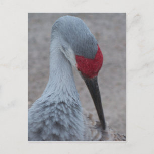 Closeup of the face of a Sand Hill Crane Postcard