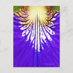 Closeup of the wildflower, Blue flag Iris (Iris Postcard