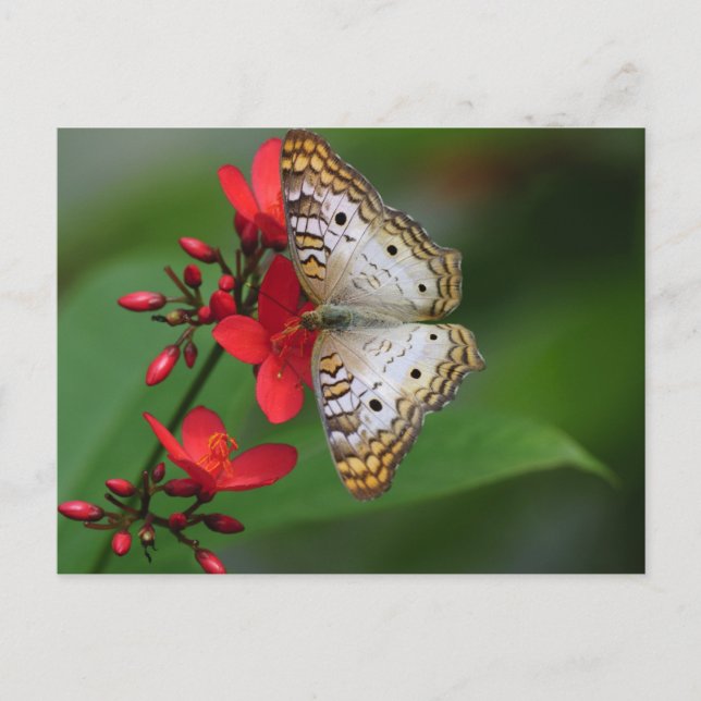 Closeup of white butterfly postcard (Front)