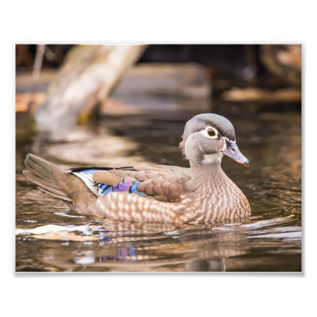 Closeup of Wood Duck Photography Print (Front)