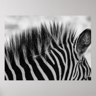 Closeup of Zebra Mane Black And White Poster