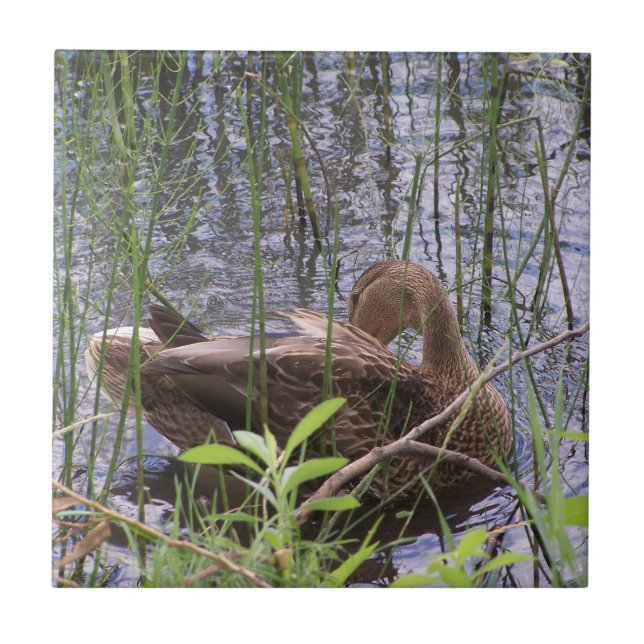 Closeup photo of a duck tile (Front)