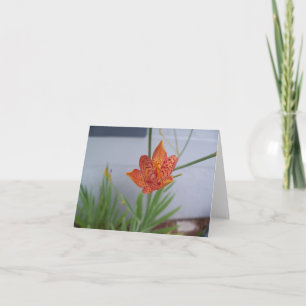 Closeup photo of an orange Blackberry Lily Flower Card