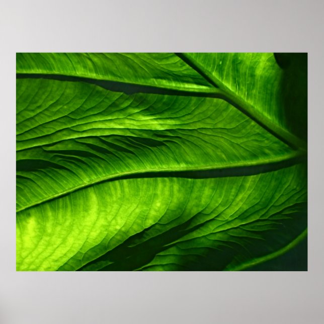Closeup photo of green leaf poster (Front)