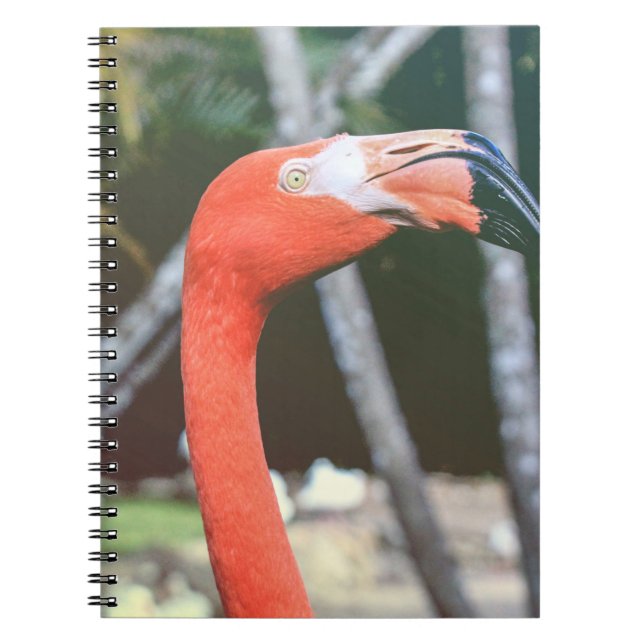Closeup photography of red long-neck bird notebook (Front)