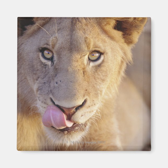 Closeup portrait of a young male lion lying magnet (Front)