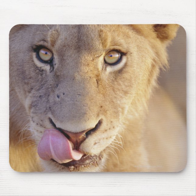 Closeup portrait of a young male lion lying mouse mat (Front)