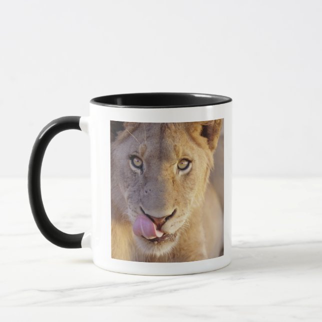 Closeup portrait of a young male lion lying mug (Left)