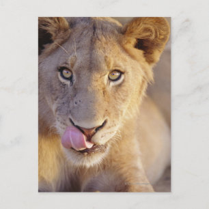 Closeup portrait of a young male lion lying postcard