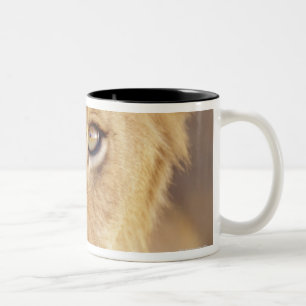 Closeup portrait of a young male lion lying Two-Tone coffee mug