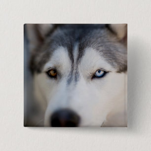 Closeup Stoic Gaze of an Alaskan Malamute 15 Cm Square Badge