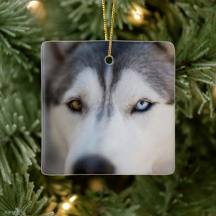 Closeup Stoic Gaze of an Alaskan Malamute Ceramic Ornament