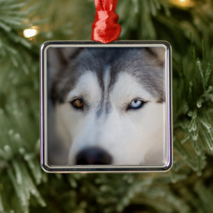 Closeup Stoic Gaze of an Alaskan Malamute Metal Tree Decoration