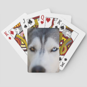 Closeup Stoic Gaze of an Alaskan Malamute Playing Cards