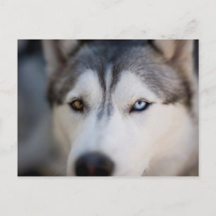 Closeup Stoic Gaze of an Alaskan Malamute Postcard