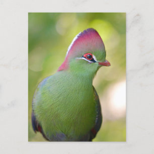 Closeup turaco of fischer holiday postcard