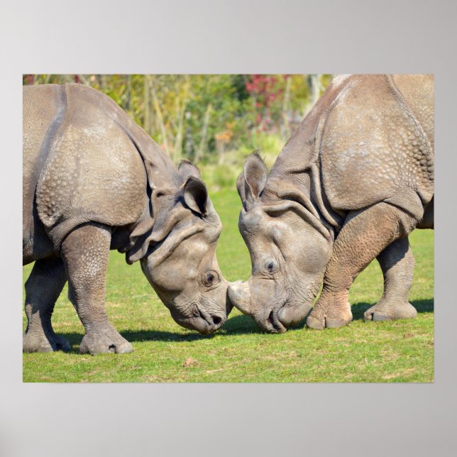 Closeup two Indian rhinoceros Poster (Front)