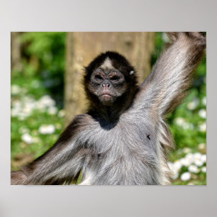 Closeup variegated spider monkey postcard metal or poster