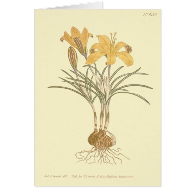 Cloth of Gold Crocus Illustration (Front)