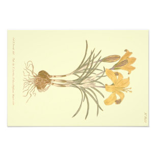 Cloth of Gold Crocus Illustration Photo Print