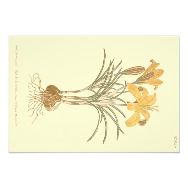 Cloth of Gold Crocus Illustration Photo Print (Front)
