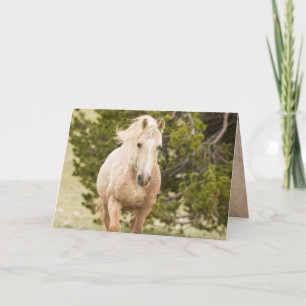 Cloud Comes Up the Hill Wild Horse Greeting Card