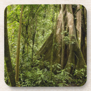 Cloud forest, Bosque de Paz, Costa Rica Coaster