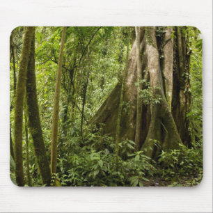Cloud forest, Bosque de Paz, Costa Rica Mouse Mat