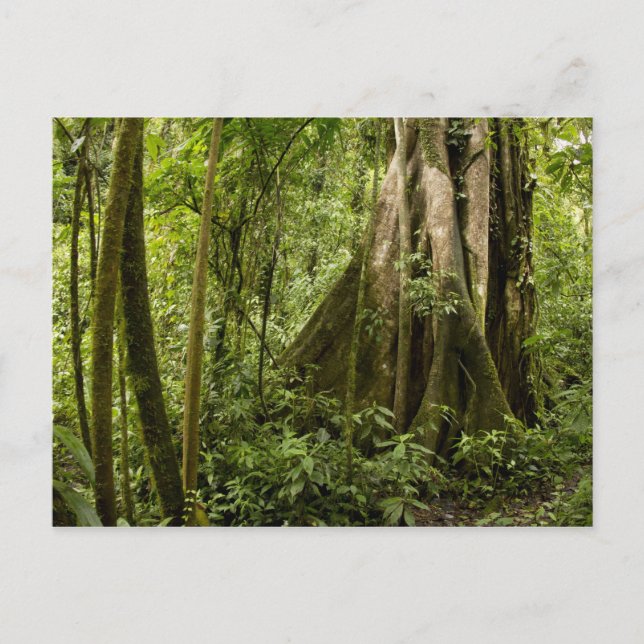Cloud forest, Bosque de Paz, Costa Rica Postcard (Front)