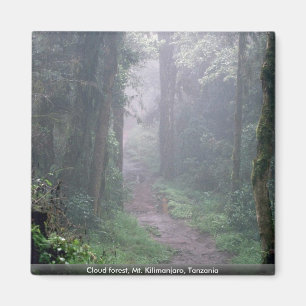 Cloud forest, Mt. Kilimanjaro, Tanzania Magnet