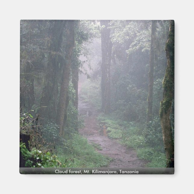 Cloud forest, Mt. Kilimanjaro, Tanzania Magnet (Front)
