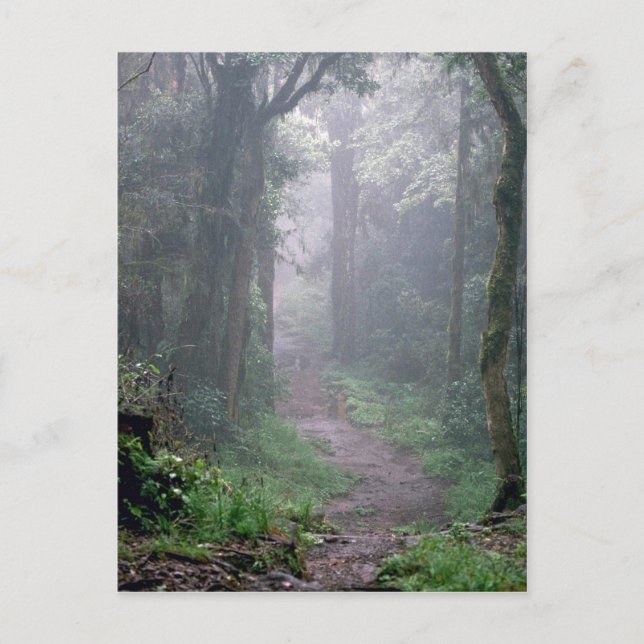 Cloud forest, Mt. Kilimanjaro, Tanzania Postcard (Front)