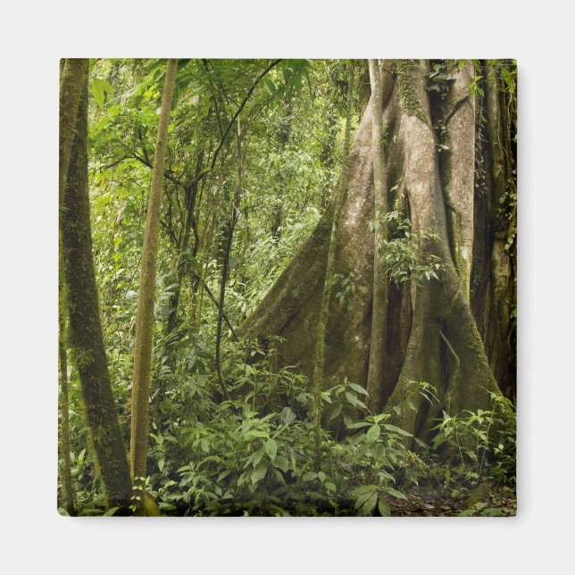 Cloud forest, Peace Rain Forest, Costa Rica Magnet (Front)