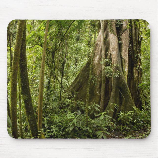 Cloud forest, Peace Rain Forest, Costa Rica Mouse Mat (Front)