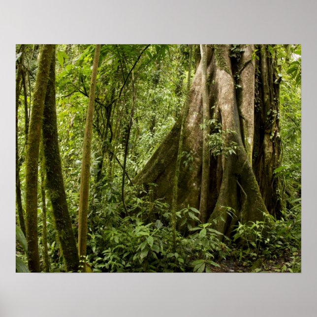 Cloud forest, Peace Rain Forest, Costa Rica Poster (Front)